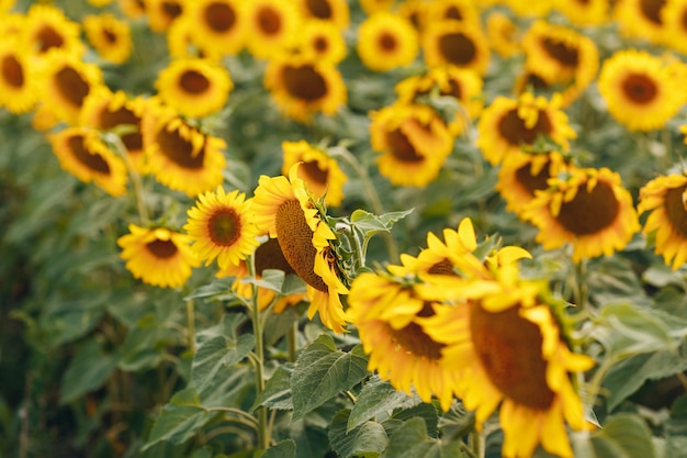 Gebied van bloeiende zonnebloemen. Bron van zonnebloemolie.