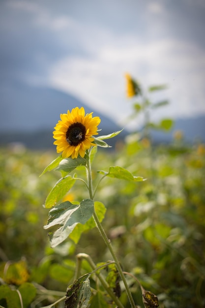 Gebied van bloeiende zonnebloemen in de zomer