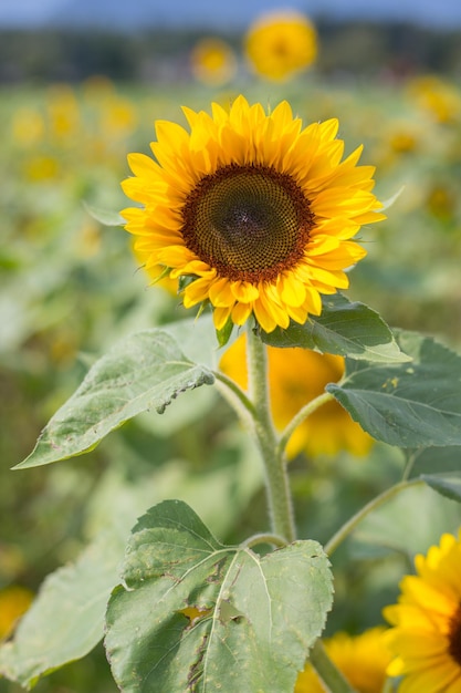 Gebied van bloeiende zonnebloemen in de zomer