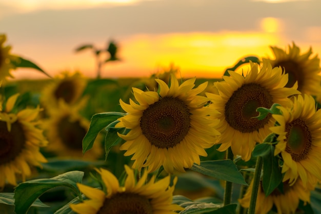 Gebied van bloeiende zonnebloemen op een achtergrondzonsondergang.