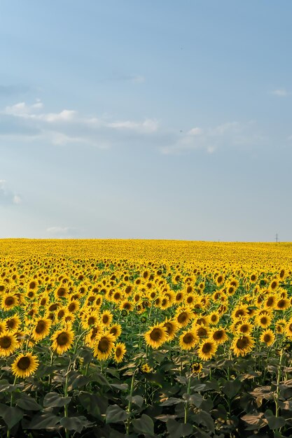 Gebied van bloeiende zonnebloemen op een achtergrondzonsondergang