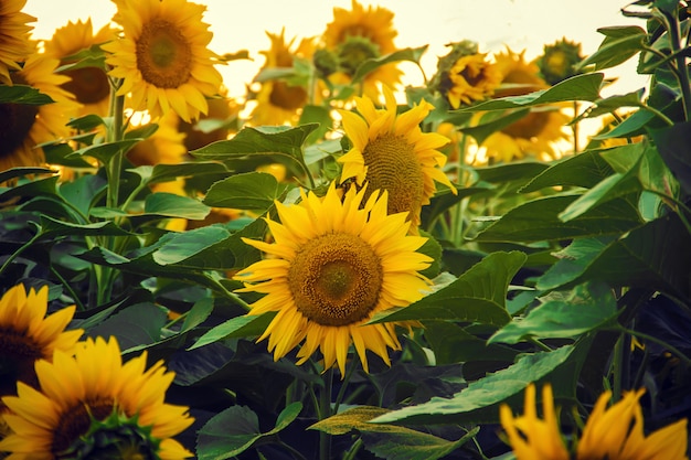 Gebied van bloeiende zonnebloemen. selectieve aandacht. natuur