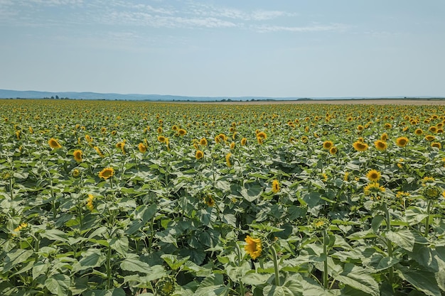 Gebied van bloeiende zonnebloemen. Zonnebloemen veld.