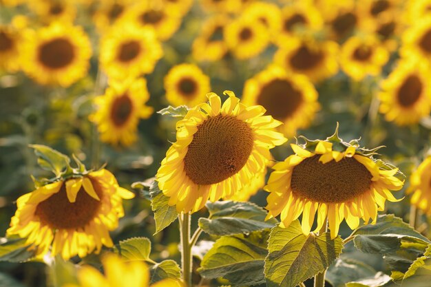 Gebied van bloeiende zonnebloemen. Zonnebloemolie bron concept.