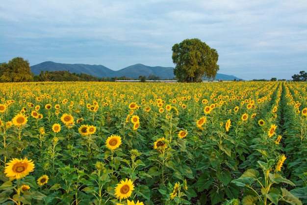 Gebied van bloooming, landschap van sunflower farm