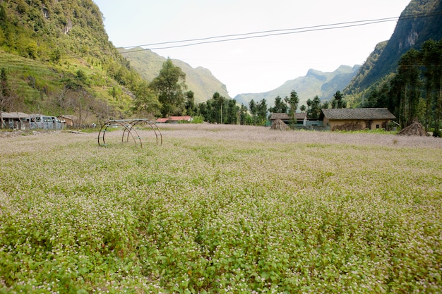 Gebied van boekweitbloemen in ha giang, vietnam. ha giang is beroemd om het wereldwijde geologische park van dong van karst plateau.