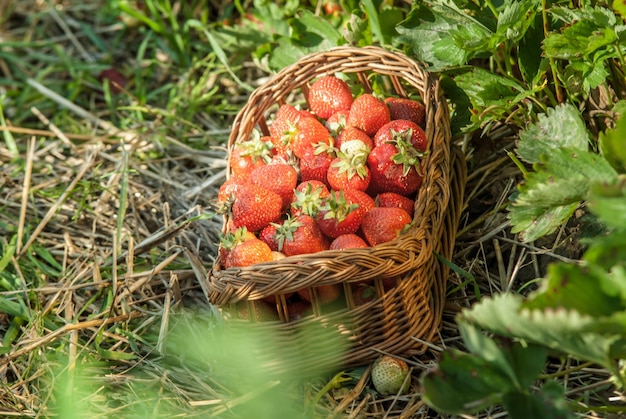 gebied van de aardbei