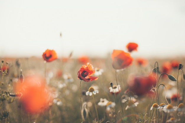 Gebied van de papaverbloemen van de graanpapaver rhoeas in de lente, gestemde foto