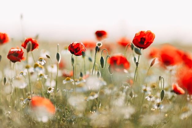 Gebied van de papaverbloemen van de graanpapaver rhoeas in de lente