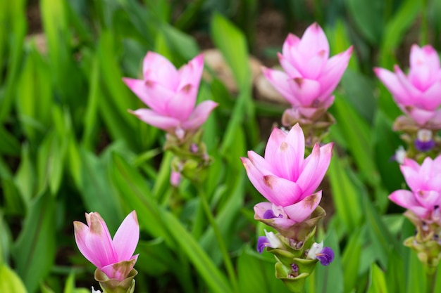 Foto gebied van de tulpen van siam of dok krachiao