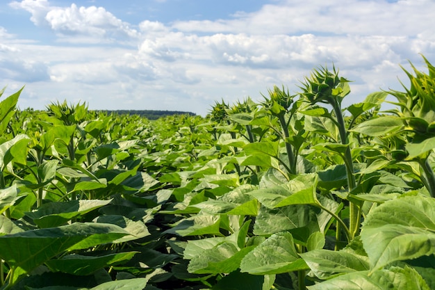 Gebied van een jonge zonnebloem tijdens de vorming van een hoed. Rovnye-serie. Gezonde planten