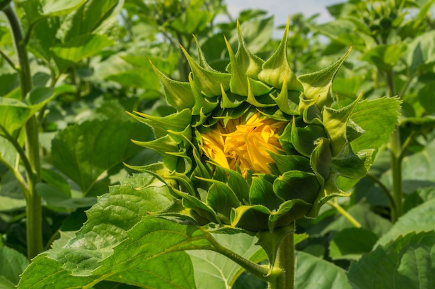 Gebied van een jonge zonnebloem tijdens de vorming van een hoed. Rovnye-serie. Gezonde planten