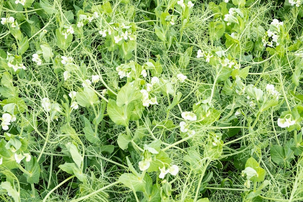 Gebied van erwten in bloei in de lente