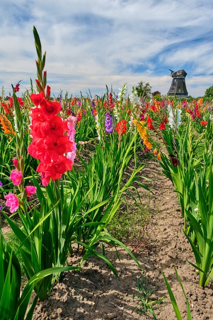 Gebied van gekleurde bloeiende gladiolen tegen een bewolkte hemel