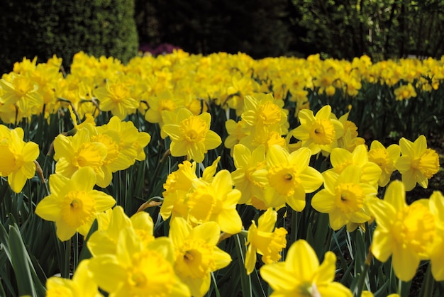 Gebied van gele gele narcissen