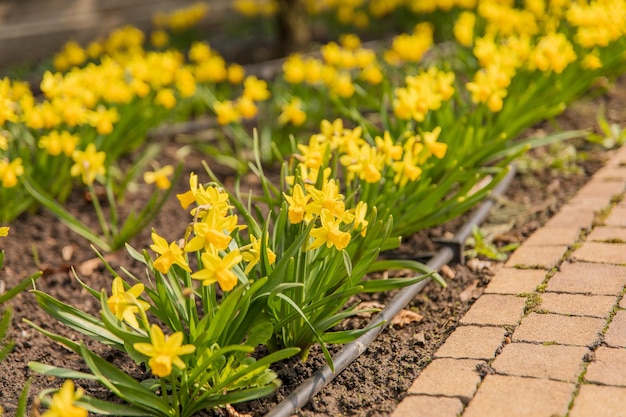 Gebied van gele narcissen of narcissen bloemen in volle bloei met groene bladeren Lente
