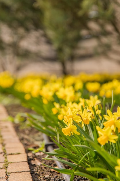 Gebied van gele narcissen of narcissen bloemen in volle bloei met groene bladeren Lente