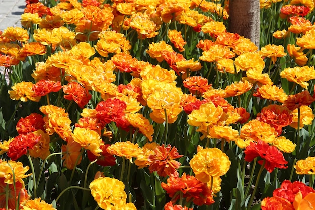 gebied van gele Tulipa Sanlover achtergrond