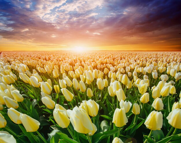 Gebied van gele tulpen bij zonsondergang.