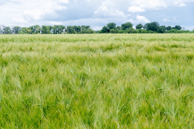 Gebied van groeiende groene gerst met veel aartjes. Pittoresk, landelijk, agrarisch uitzicht