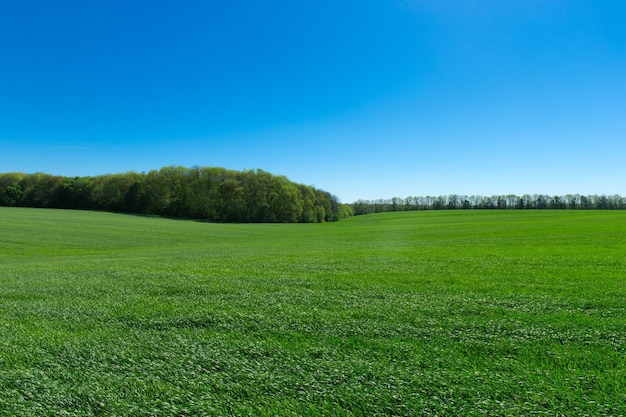 Gebied van groen gras en hemel