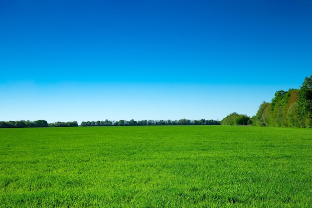 Gebied van groen gras en hemel