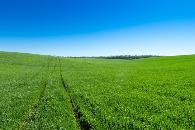 Gebied van groen gras en hemel