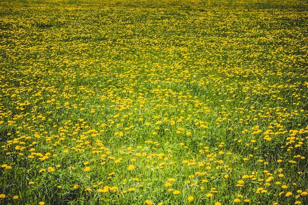 Gebied van groen gras met paardebloemen