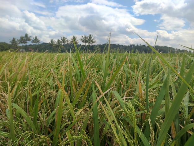 Gebied van groen gras overdag