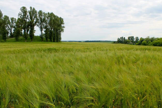 Gebied van groene tarwe