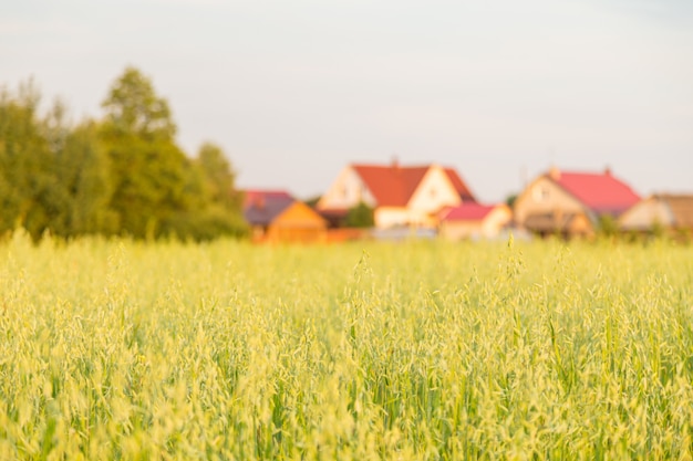 Gebied van haver en landhuizen op de achtergrond