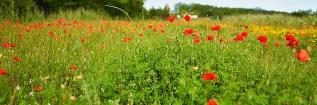 Gebied van heldere rode maïs klaproos bloemen in de zomer.