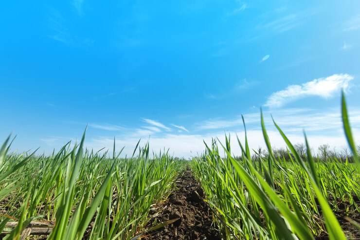 Gebied van jonge tarwe / jonge tarwe spruiten landbouw