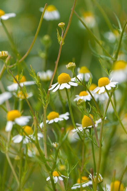 Gebied van kamille bloemen. Detailopname.