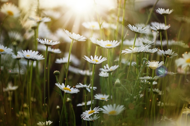 Gebied van kamille bloemen in de zonnestralen Natuur scène met bloeiende chamomiles in zonnevlammen Daisy bloemen achtergrond