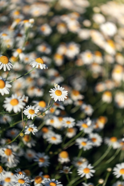 Gebied van kamille op een zonnige dag in de natuur