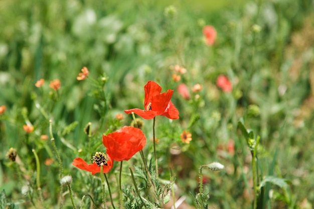 Gebied van klaprozen Mooie bloeiende rode papaver bloem op een achtergrond van groen gras natuurlijke achtergrond