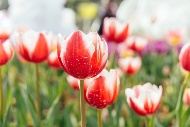 Gebied van kleurrijke tulpen