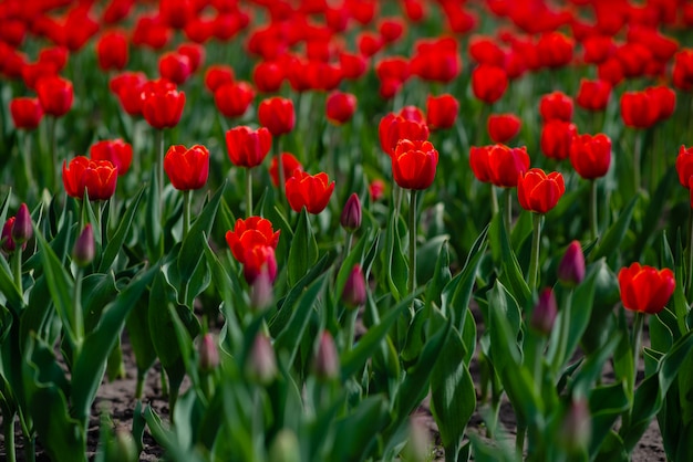 Gebied van kleurrijke tulpen