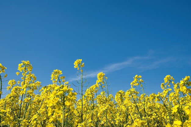 Gebied van koolzaad in de lente