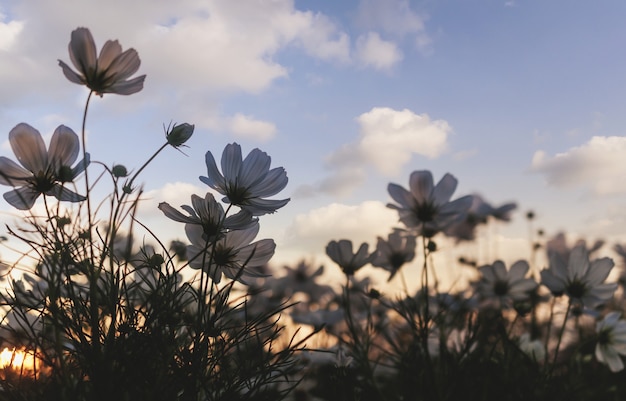 Gebied van kosmos bloemen met blauwe lucht met wolken achtergrond