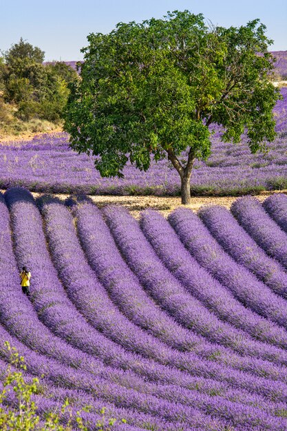 Gebied van lavendel bloemen, oogsten