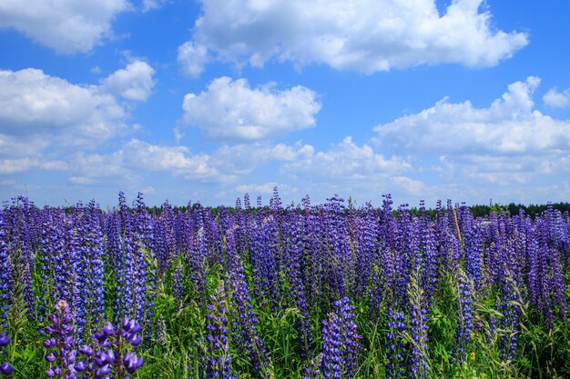 Gebied van lupinebloemen onder blauwe hemel