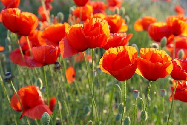 Gebied van mooie rode papavers met groen gras