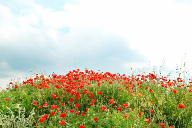 Gebied van mooie rode papavers met groen gras