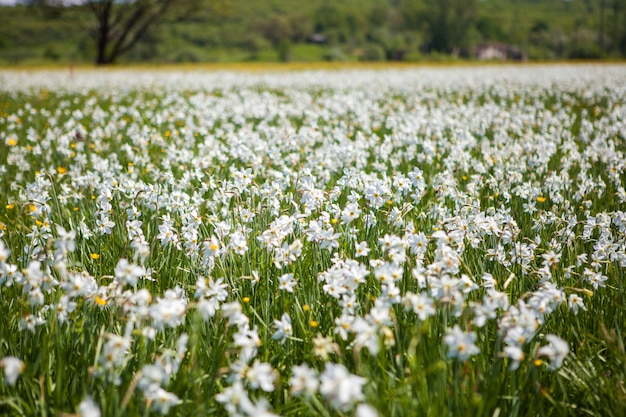 Gebied van narcissen in de zomer