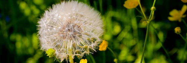 Gebied van paardebloemen, panoramische aardachtergrond, ondiepe scherptediepte