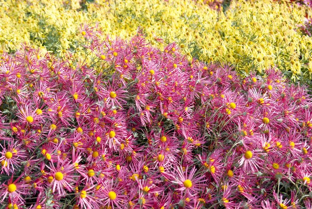 Gebied van paarse en gele chrysanten