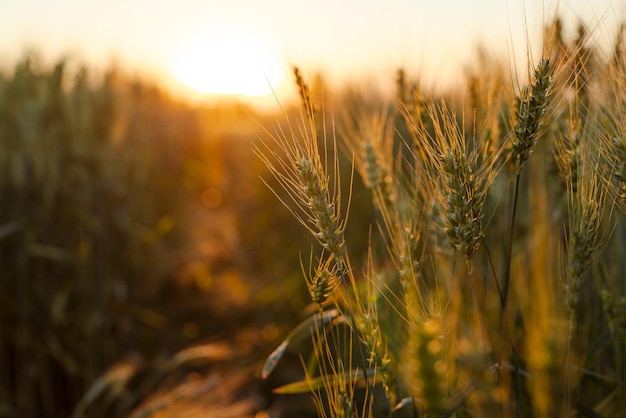 gebied van rijpe tarwe bij zonsopgang of zonsondergang oogsten agro bedrijfsconcept