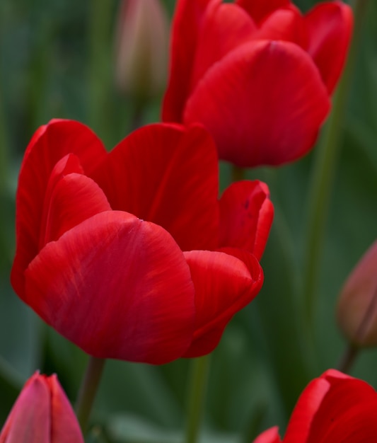 Gebied van rode bloeiende tulpen op een zonnige dag